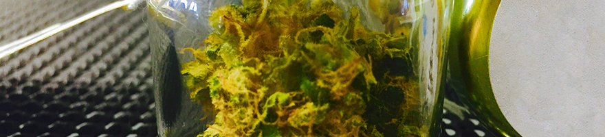 Cannabis Store Bellingham
